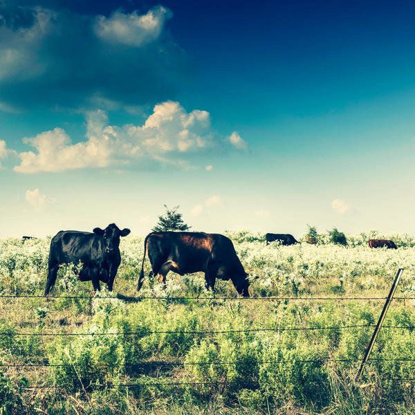 Carol Highsmith Texas Cattle, Hunt County | Texas Capitol ...