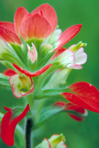 Scarlet Paintbrush (Castilleja miniata)